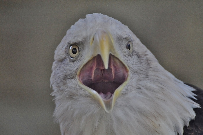 American bald eagle, closeup of head